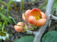 /album/rusticgarden/a6-6-mennessa-014-jpg/